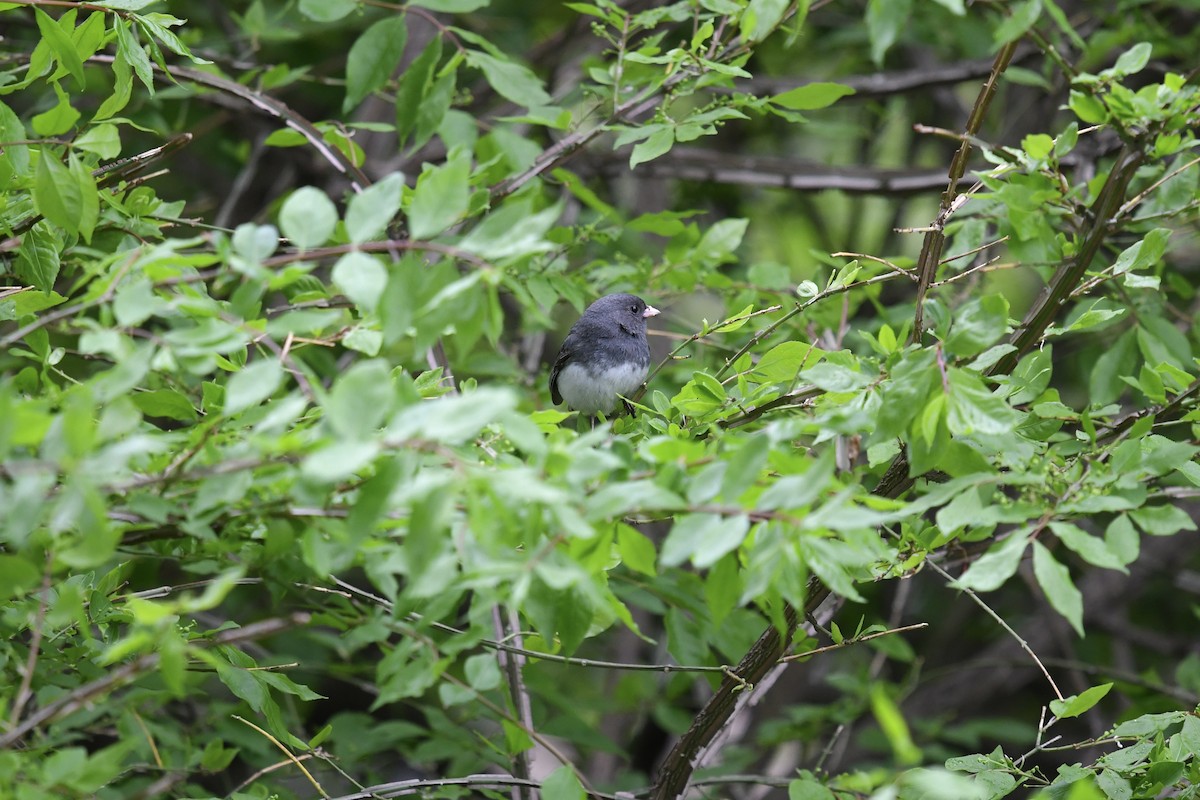 Dark-eyed Junco - ML453696201