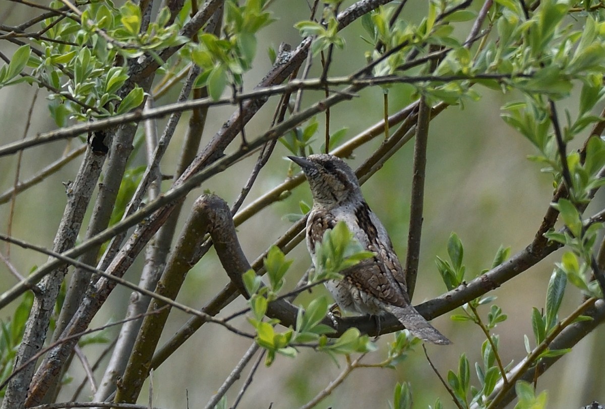 Eurasian Wryneck - Natalya Ostapova