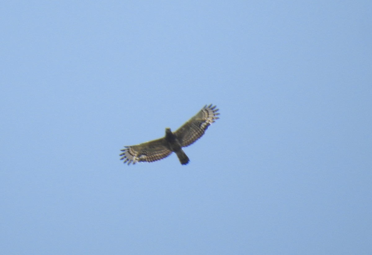 Crested Serpent-Eagle - ML453697011