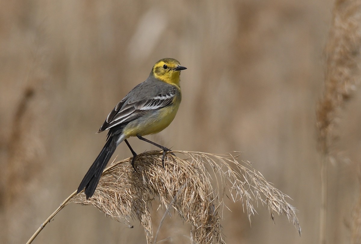 Citrine Wagtail - ML453697321