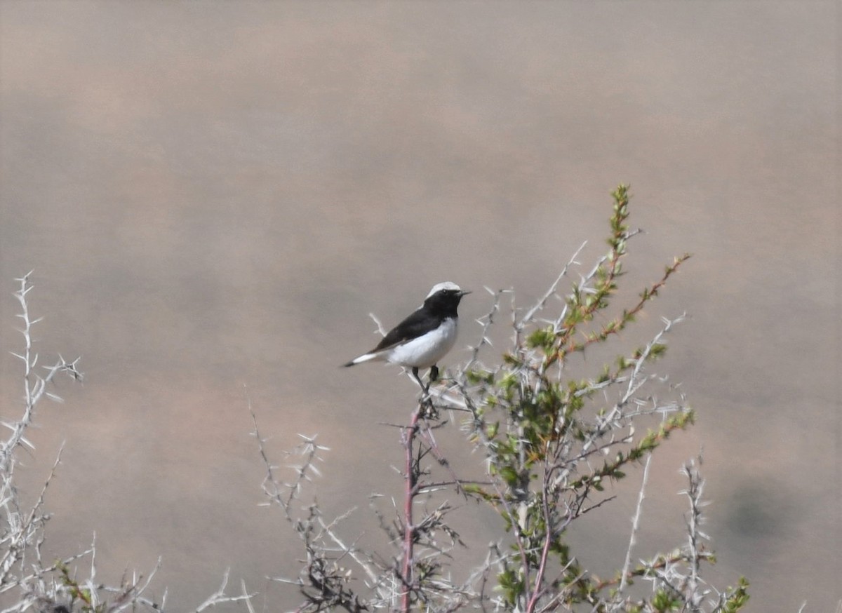 Finsch's Wheatear - ML453697981