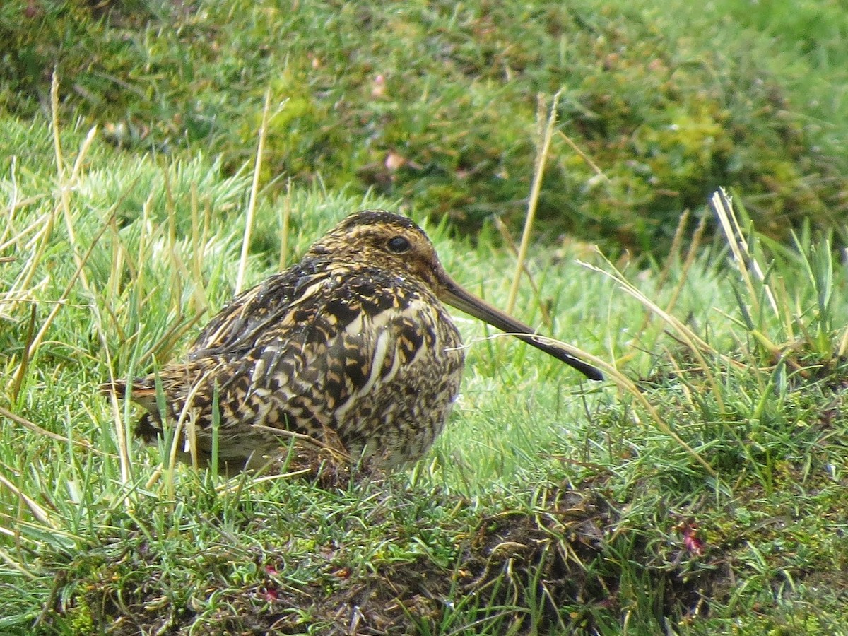 Puna Snipe - German Pugnali