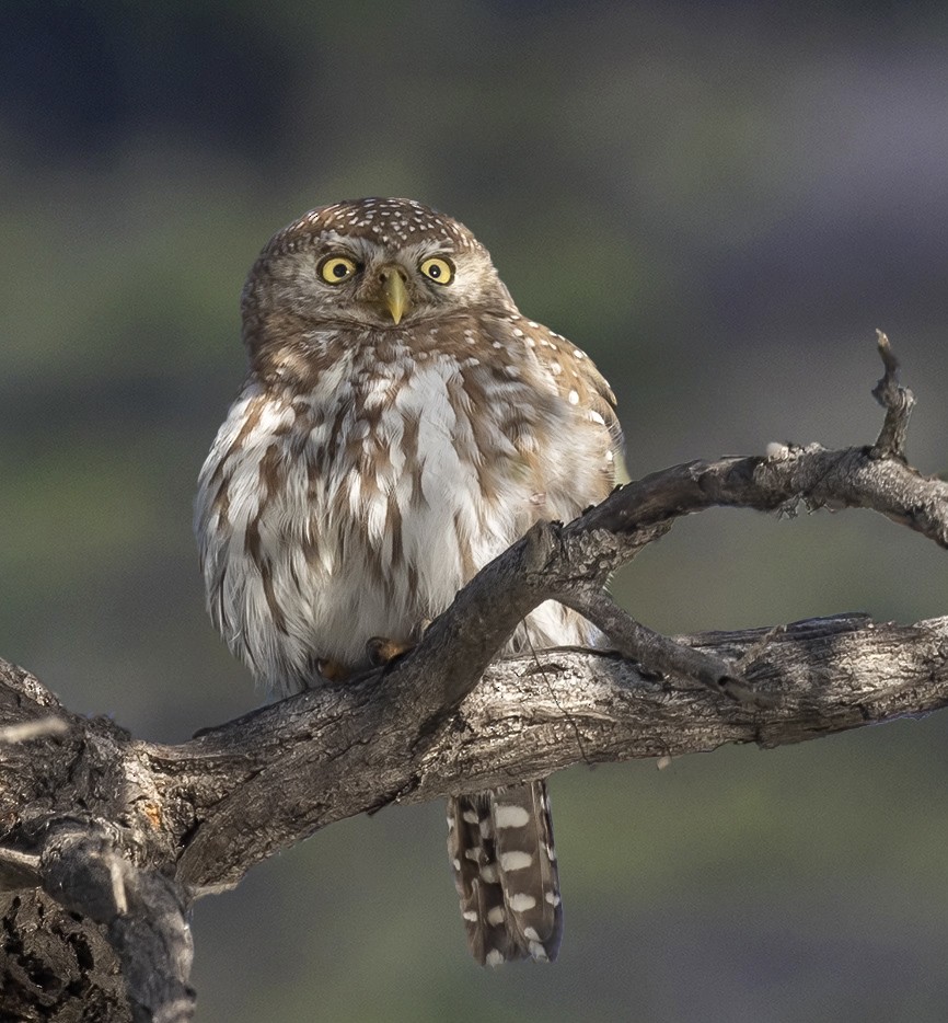 Pearl-spotted Owlet - ML453699421