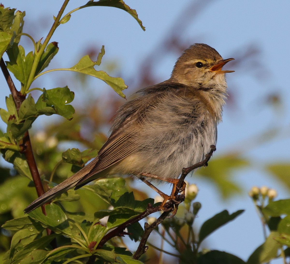 Willow Warbler - ML453699781