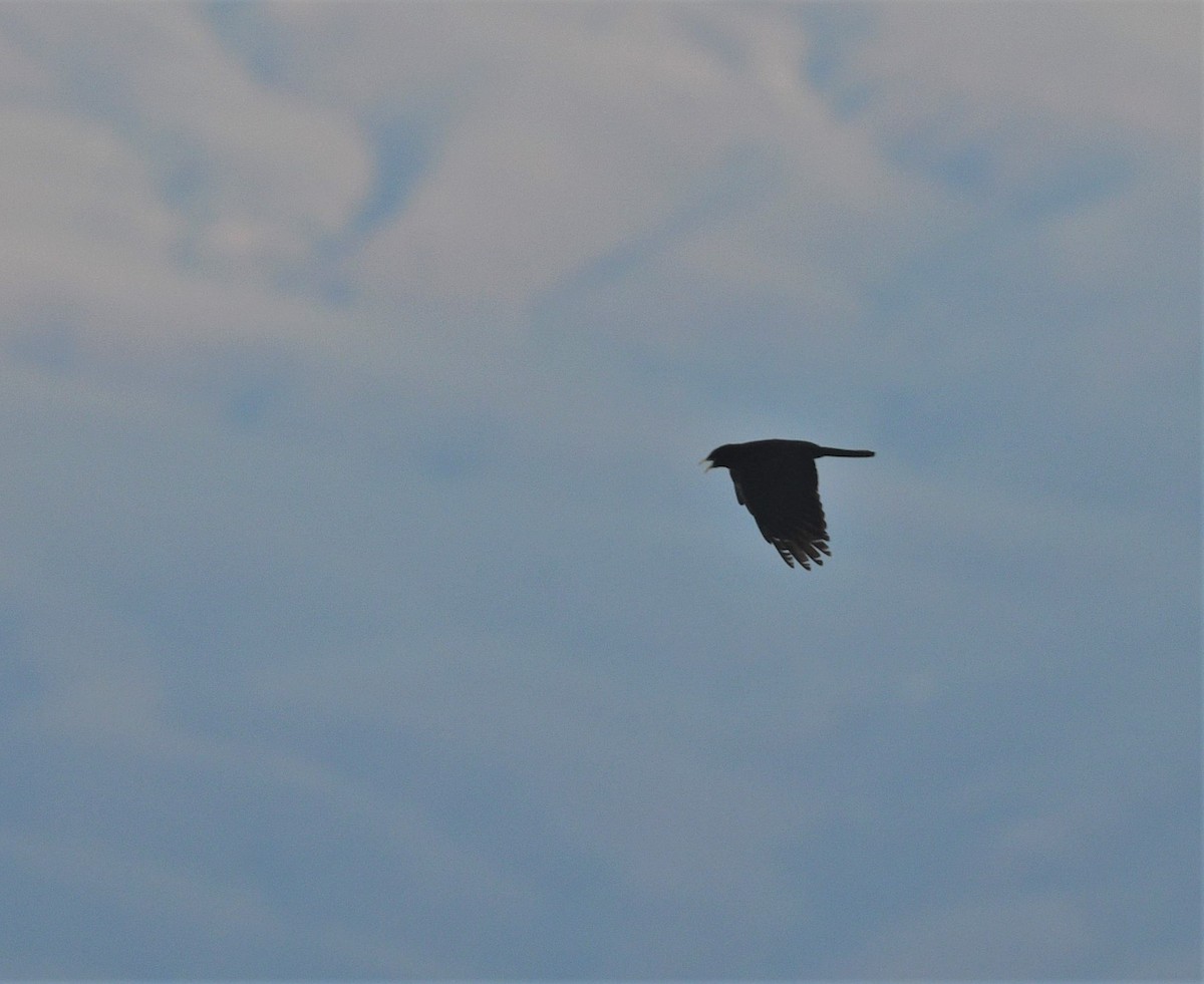 Yellow-billed Chough - ML453700101