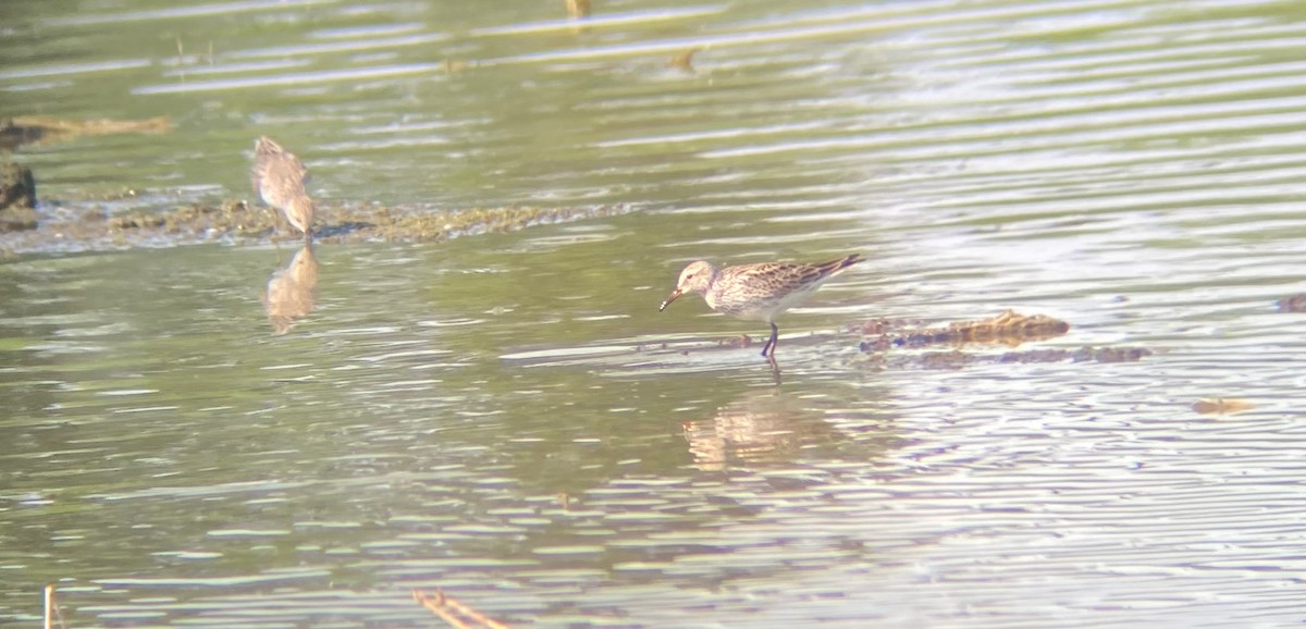 White-rumped Sandpiper - ML453700171