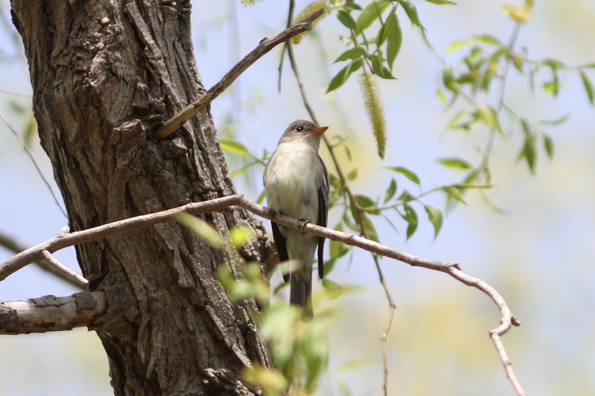 Willow Flycatcher - ML453700211