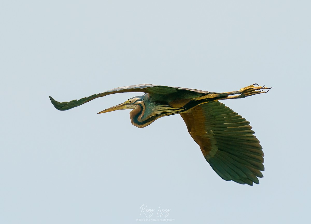 Purple Heron - ML453702601