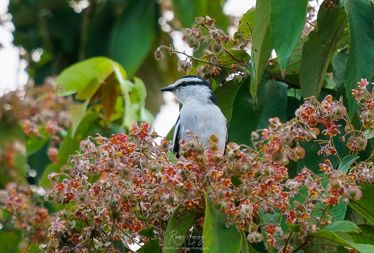 Pied Triller - ML453702721