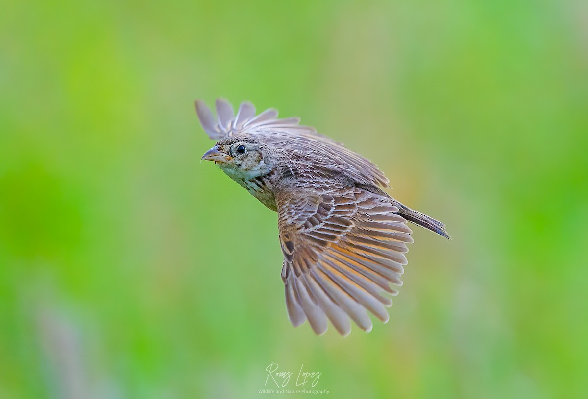 Singing Bushlark (Australasian) - ML453702811