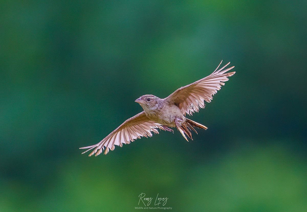 Singing Bushlark (Australasian) - ML453703081