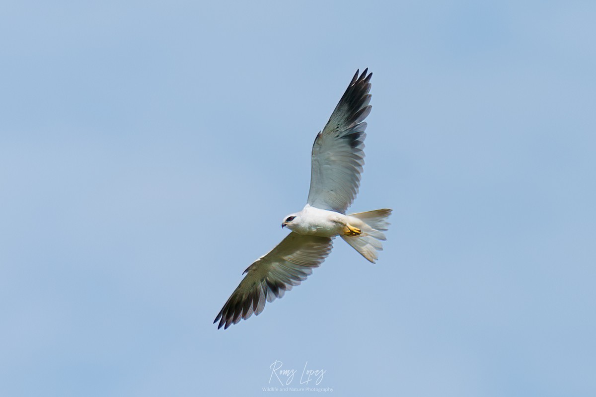 Black-winged Kite - ML453703101
