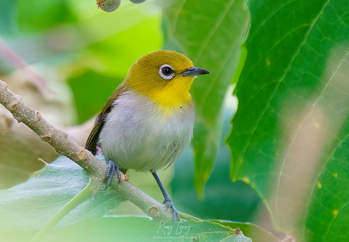 Lowland White-eye - ML453703131