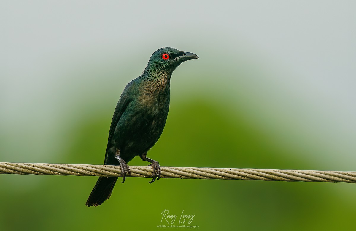 Asian Glossy Starling - ML453703711