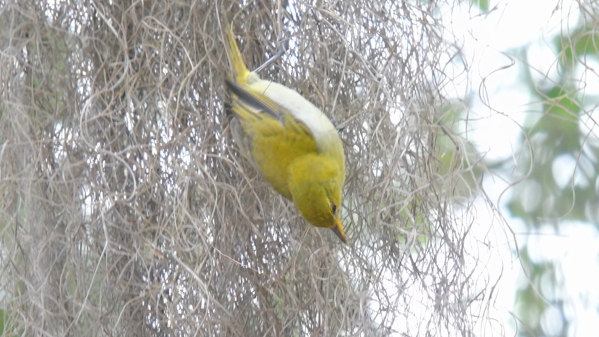 Rufous-headed Tanager - ML453704061