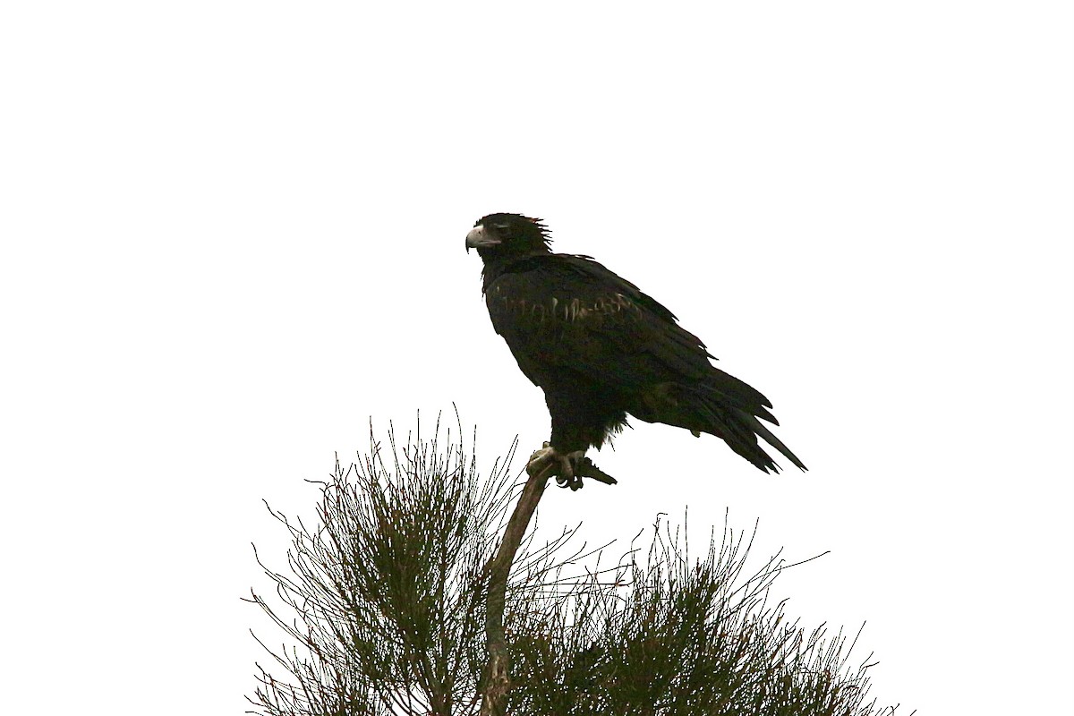 Wedge-tailed Eagle - Pauline and Ray Priest
