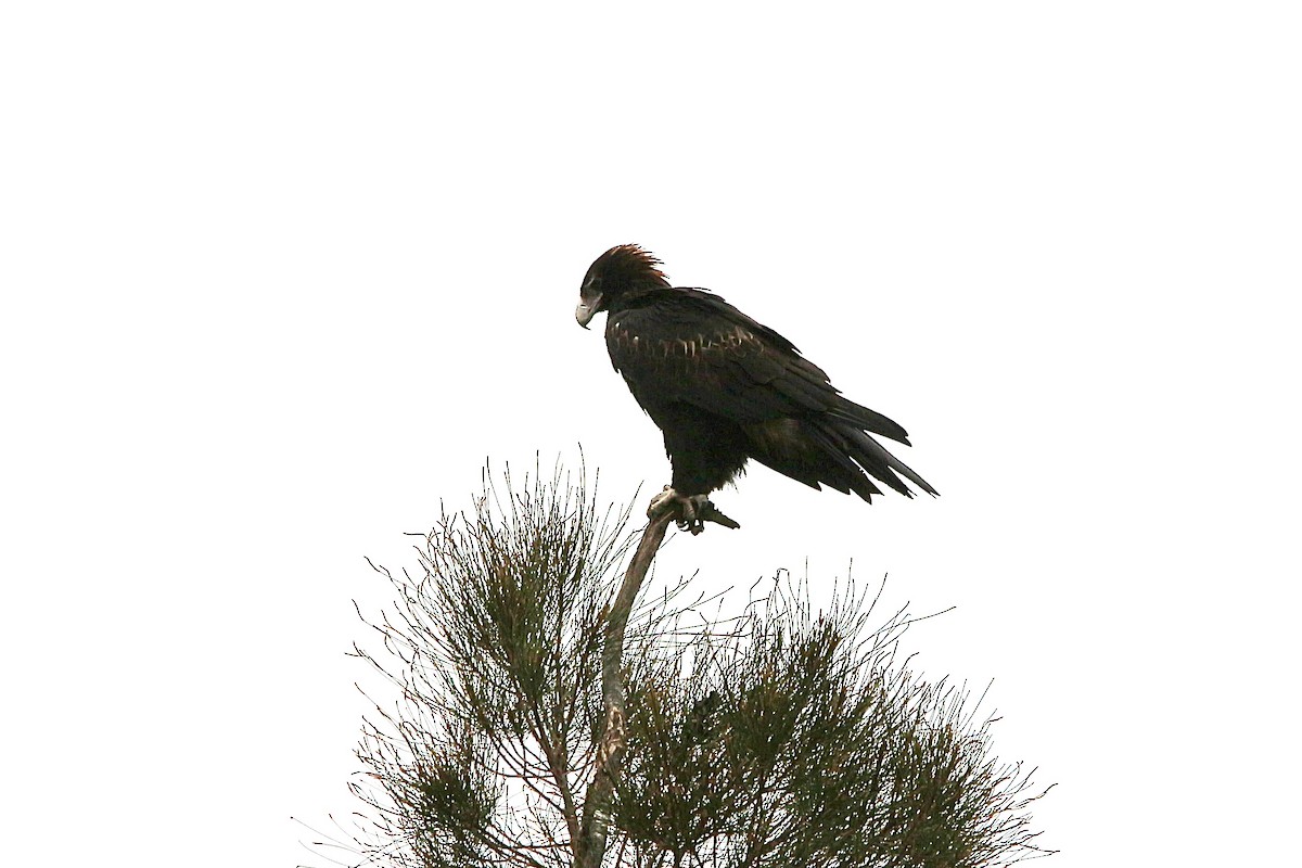 Wedge-tailed Eagle - Pauline and Ray Priest