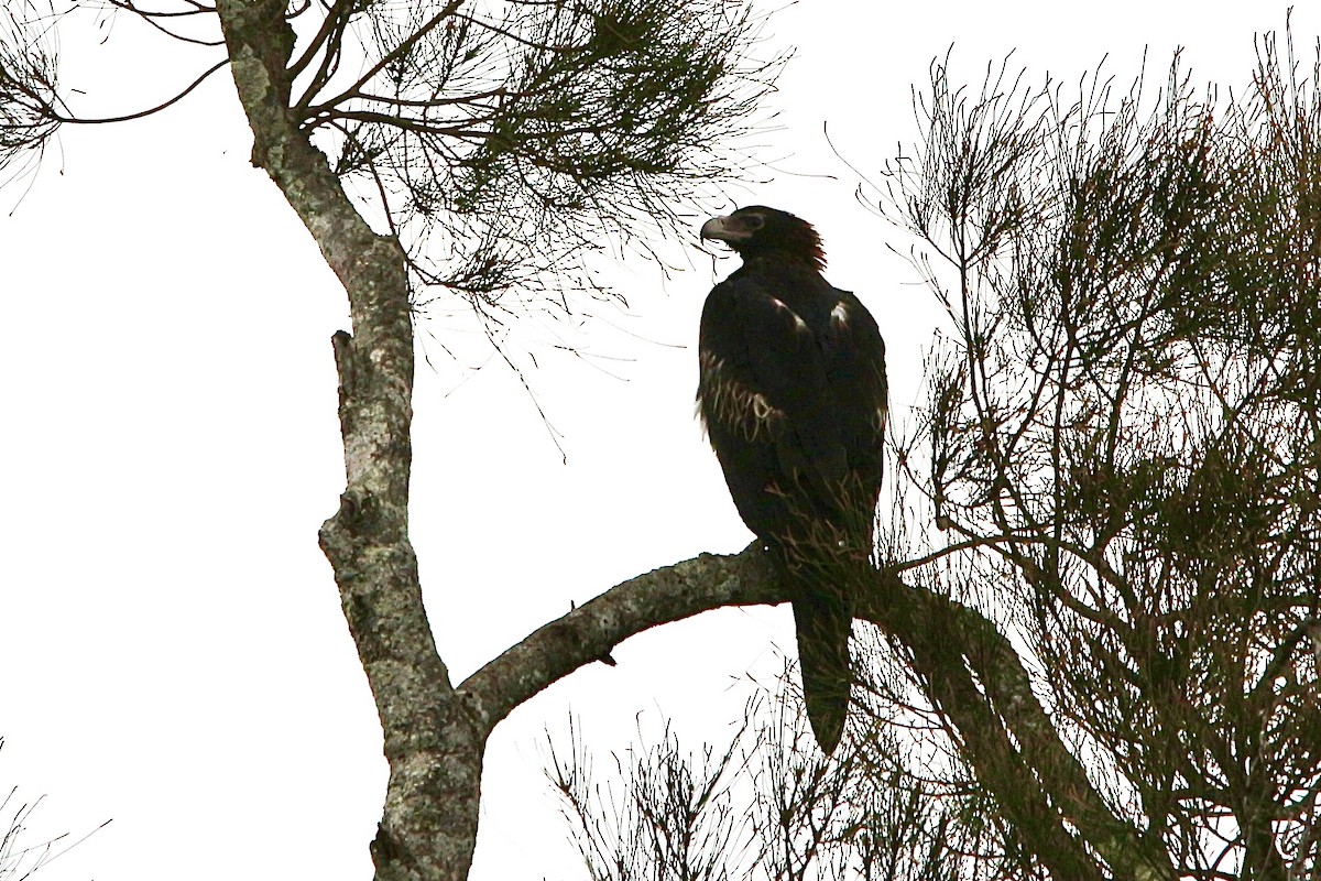 Wedge-tailed Eagle - Pauline and Ray Priest