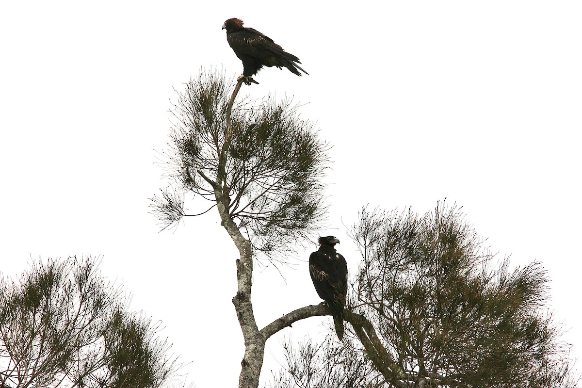 Wedge-tailed Eagle - Pauline and Ray Priest