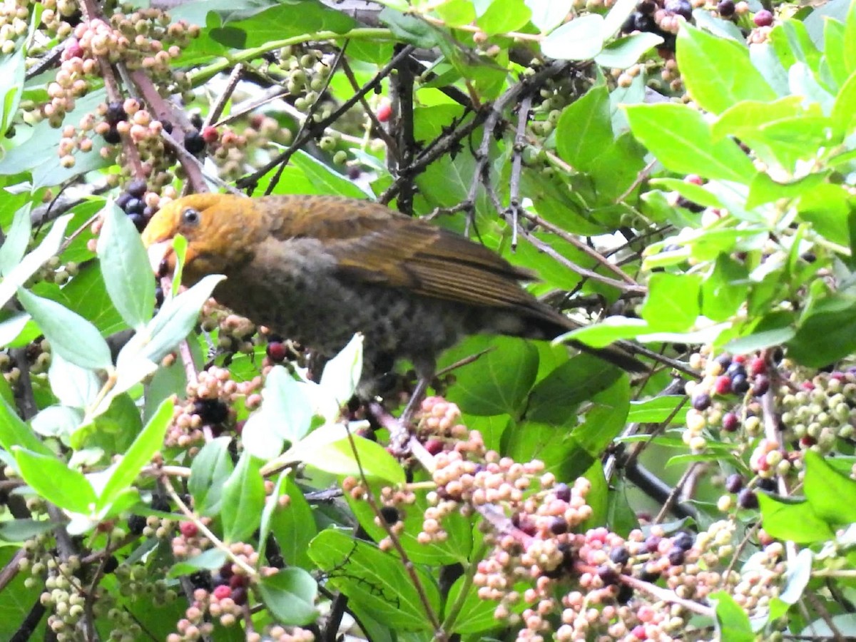 Roselin à tête rouge - ML453705541