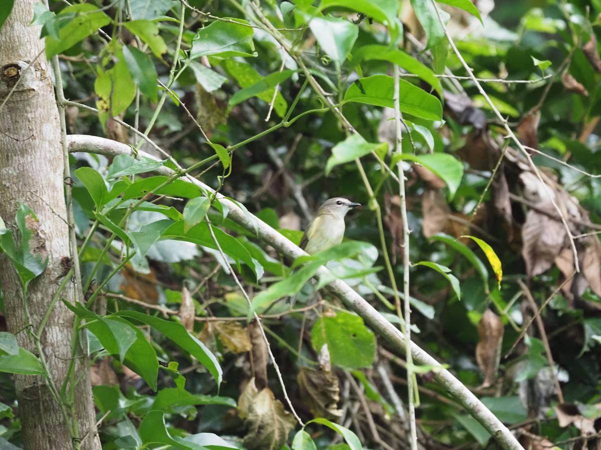 Large-billed Gerygone - Tony Richards