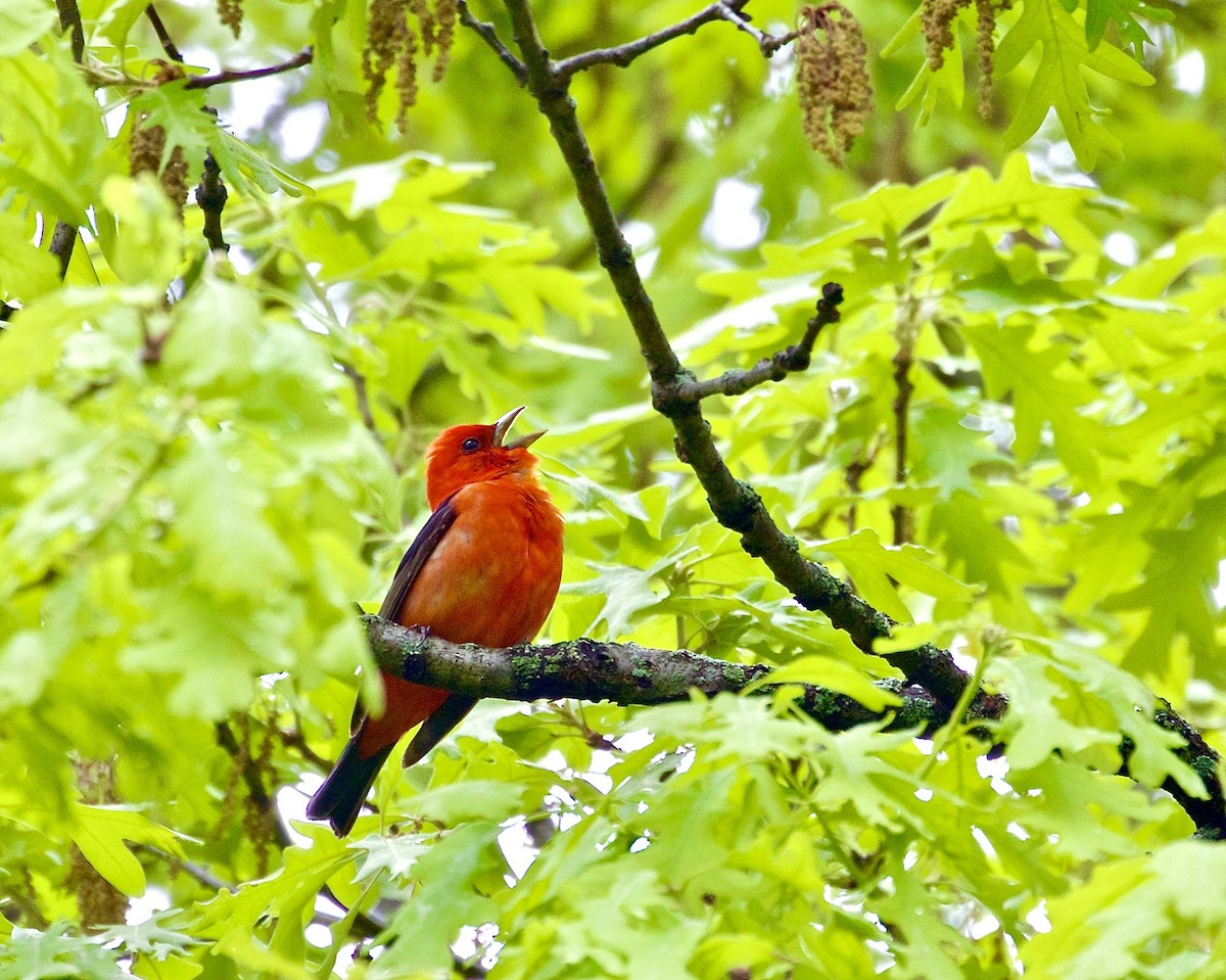 Scarlet Tanager - ML453707281