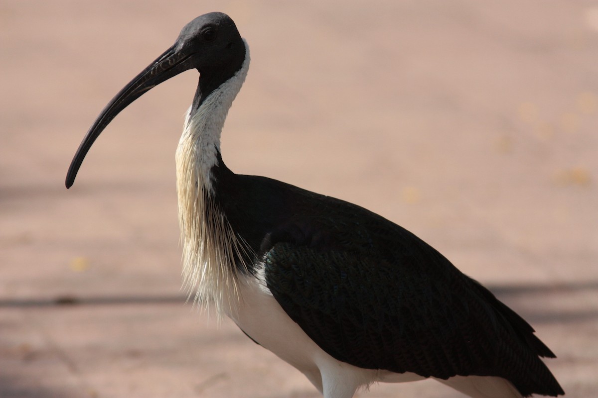 Straw-necked Ibis - Richard Dunn