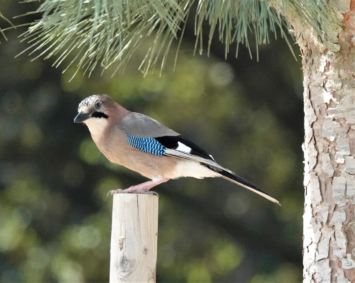 Eurasian Jay - ML453709201