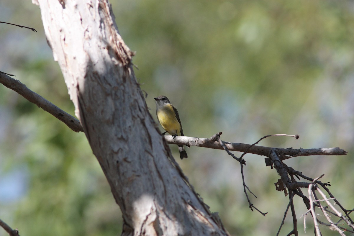 Lemon-bellied Flyrobin - ML453709571