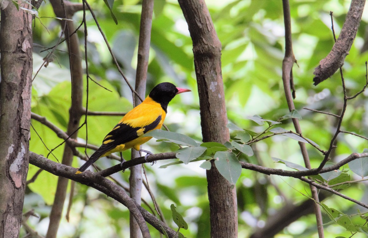 Black-hooded Oriole - ML453710081