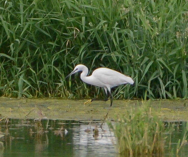 Little Egret - ML453710451