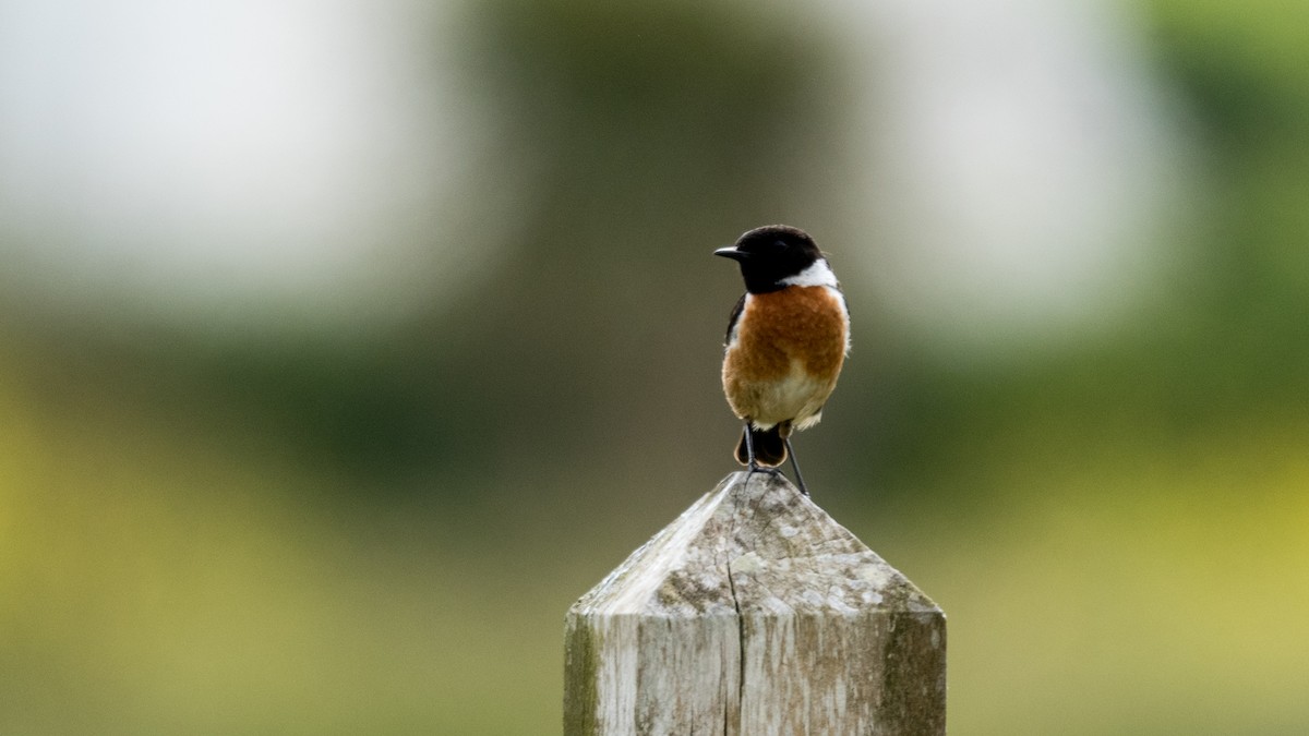 European Stonechat - ML453710471