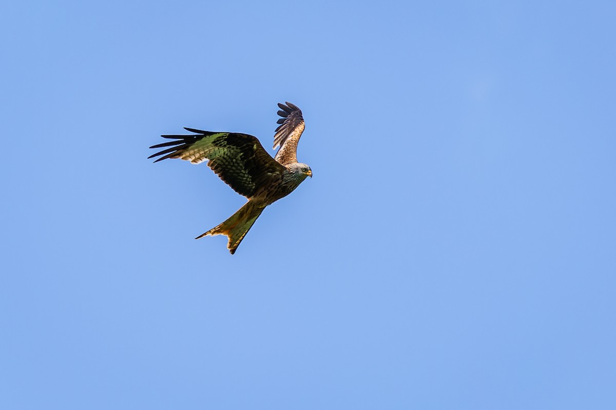 Red Kite - Gabi Uhrova