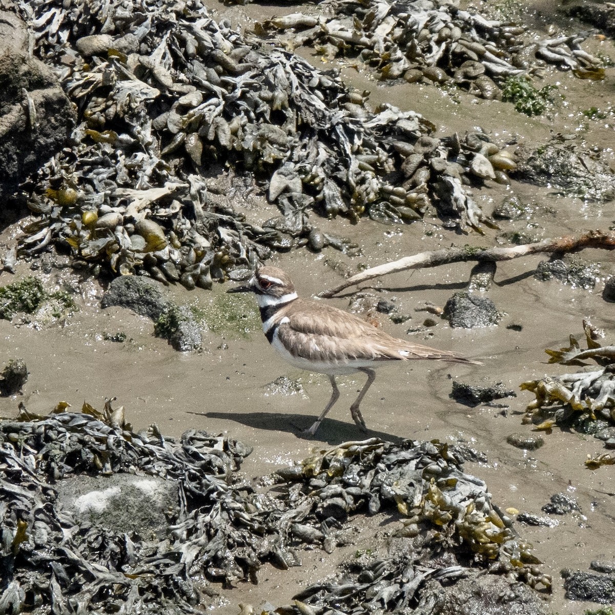 Killdeer - ML453711101