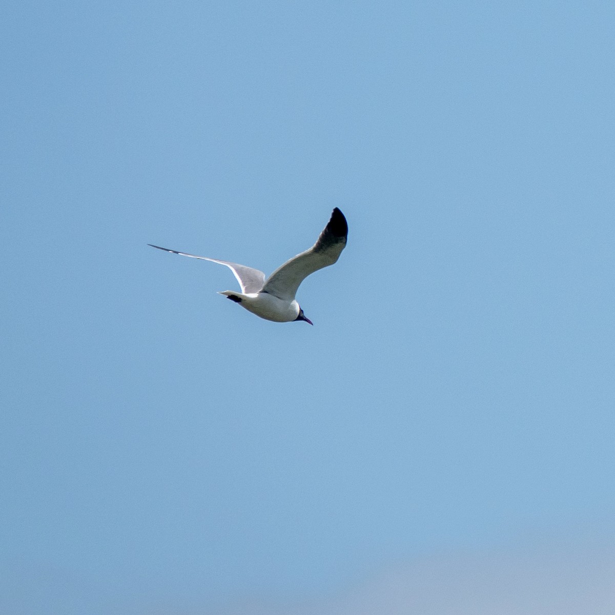 Gaviota Guanaguanare - ML453711471