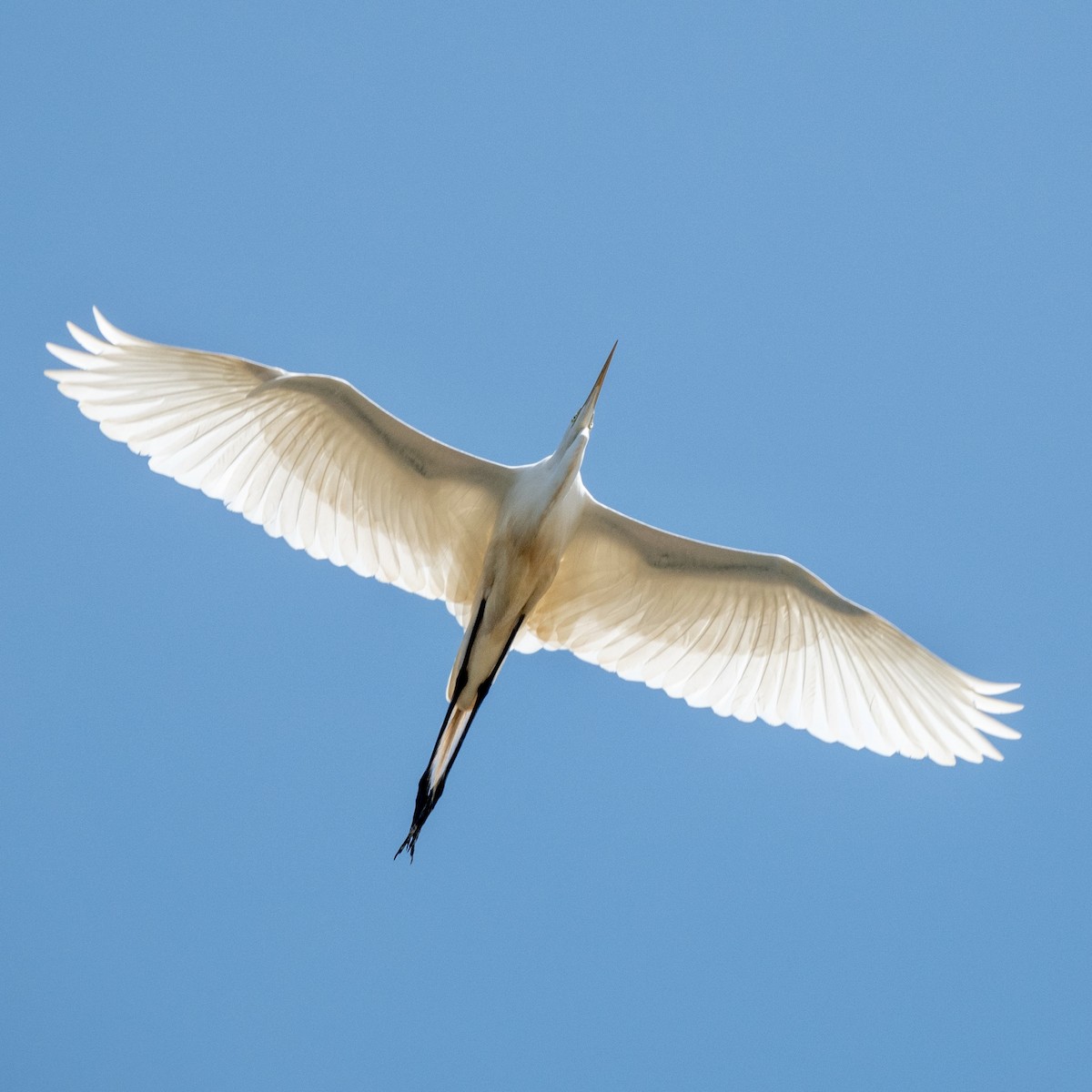 Great Egret - ML453711651