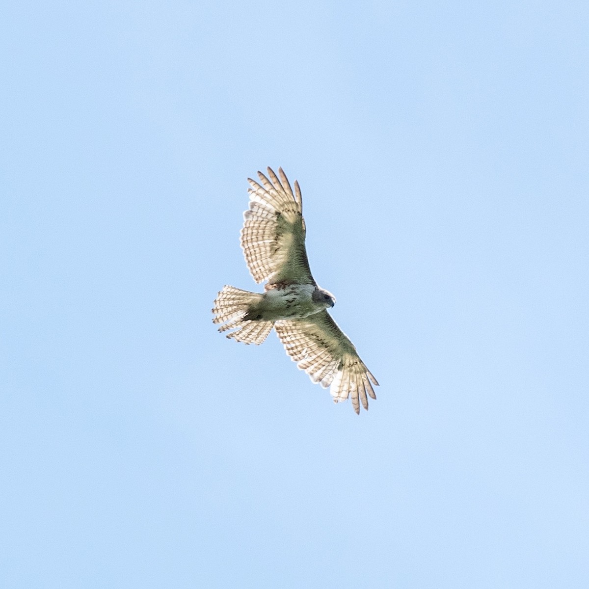 Red-tailed Hawk - ML453711761