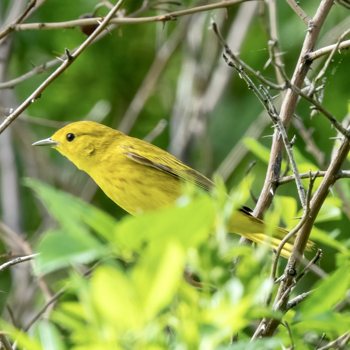 Yellow Warbler - ML453711811