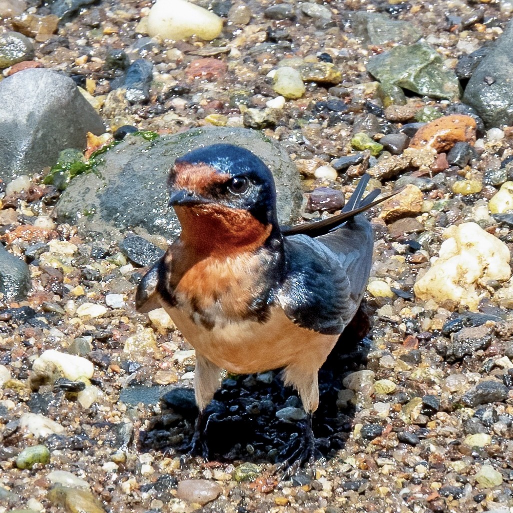 Barn Swallow - ML453711921