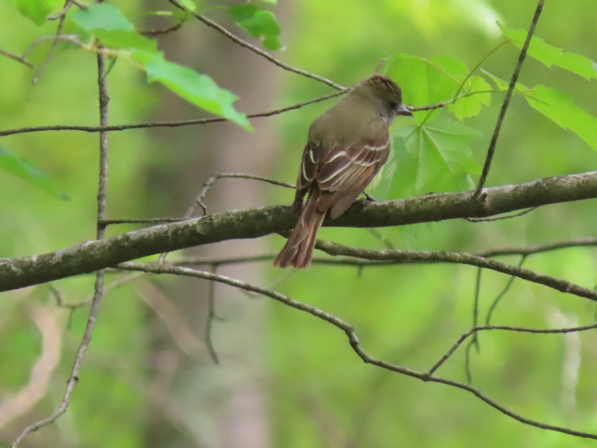 Great Crested Flycatcher - ML453712061