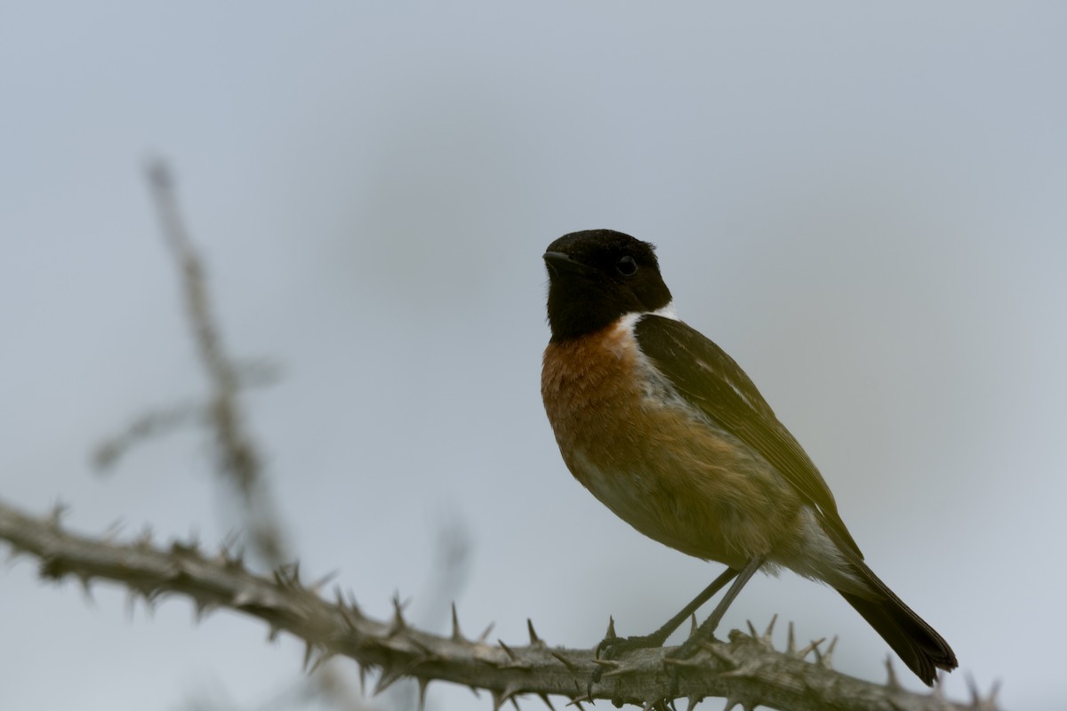 European Stonechat - ML453712161