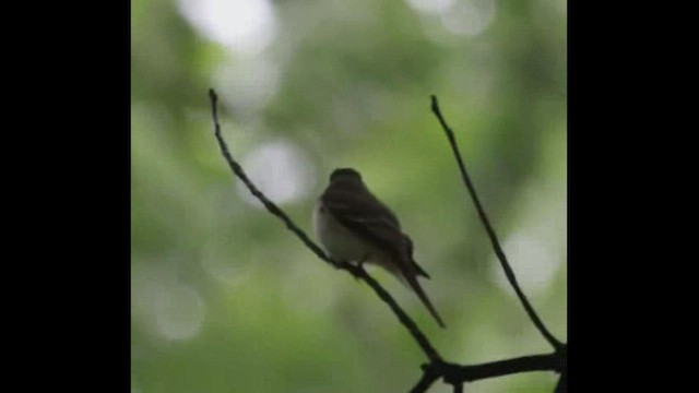 Acadian Flycatcher - ML453712551