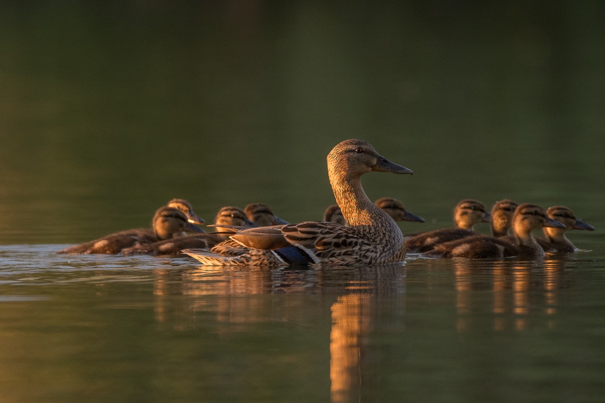 Canard colvert - ML453714121