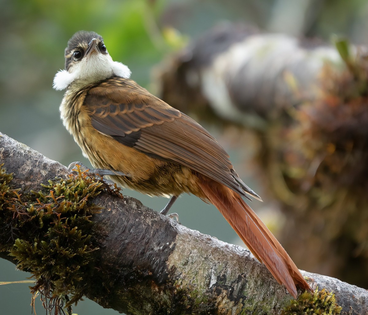 Çizgili Puf Yanaklı Tırmaşık - ML453715051