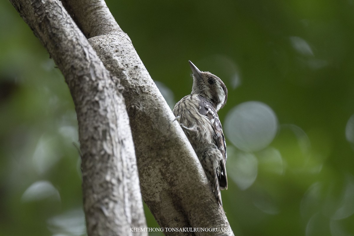 Gray-capped Pygmy Woodpecker - ML453716081