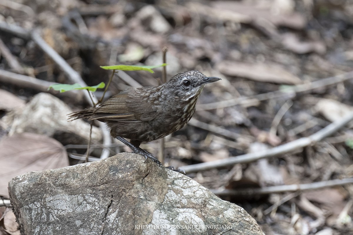 Variable Limestone Babbler - ML453716101