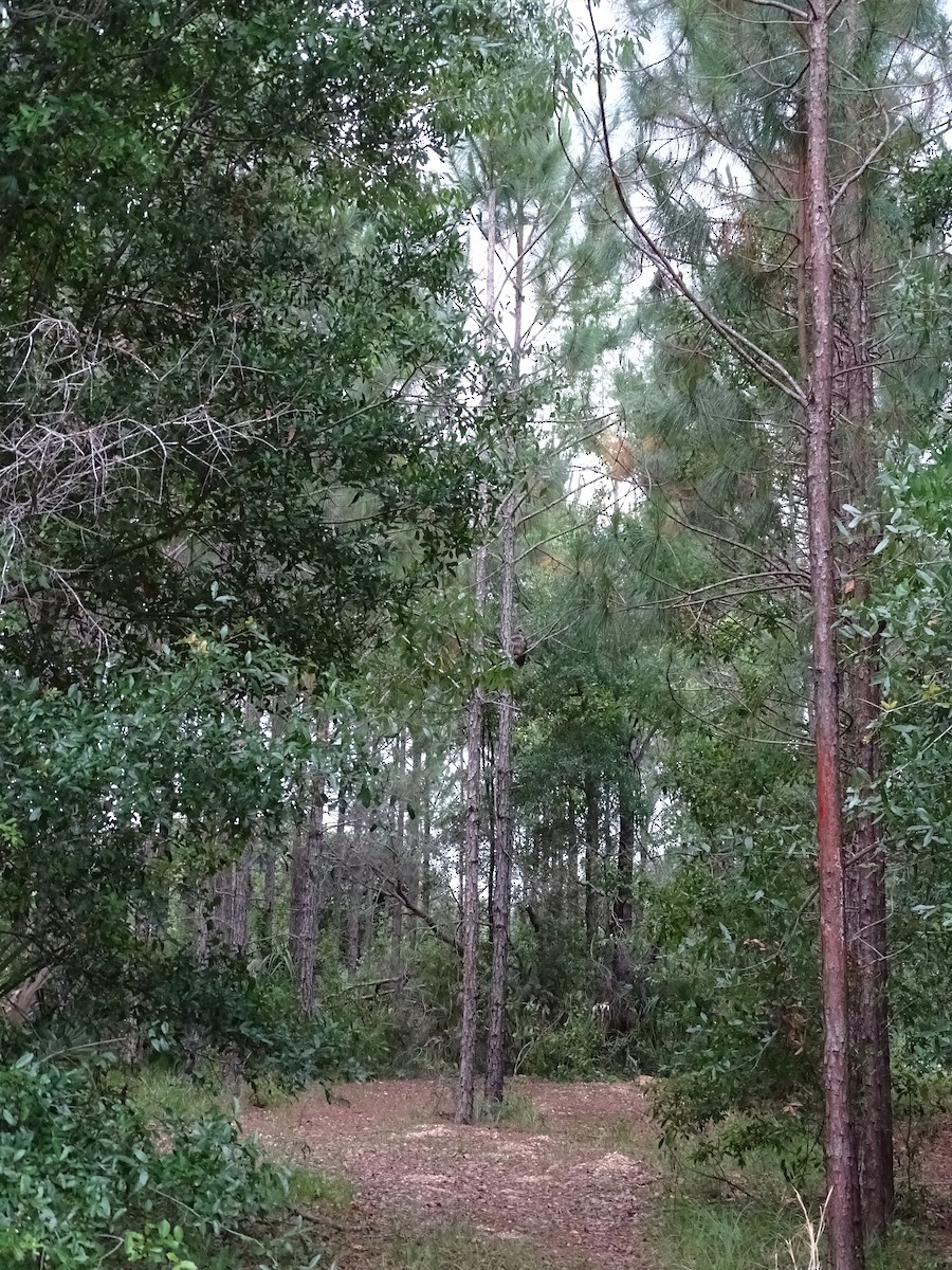 Barred Owl - ML453716451