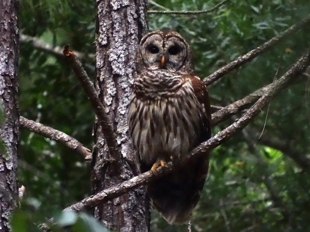 Barred Owl - ML453720091