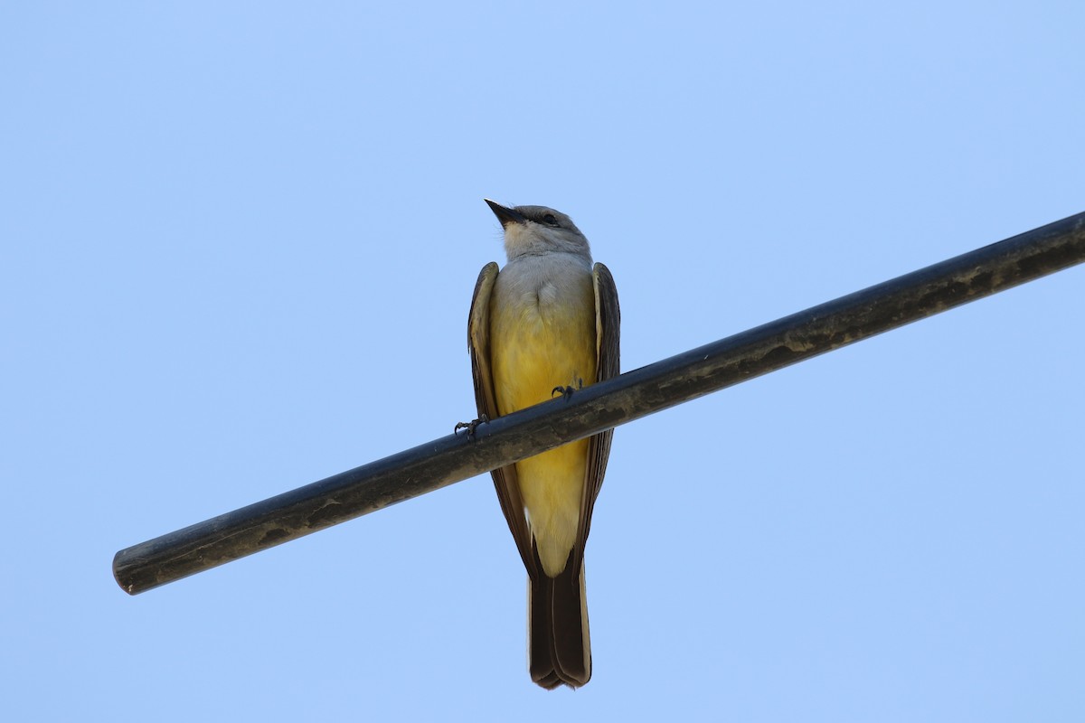 Western Kingbird - ML453721521