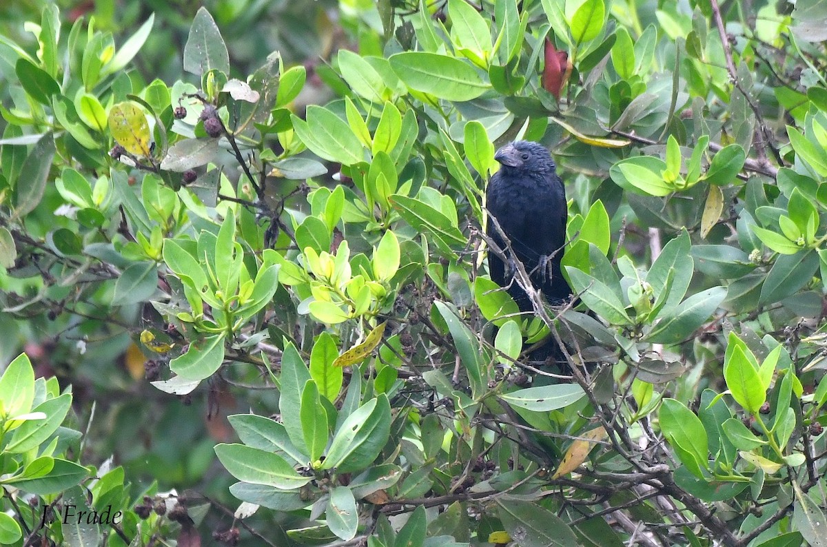 Groove-billed Ani - ML453725331